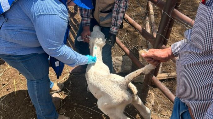 Continúa Gobierno del Estado barrido sanitario para prevenir el GBG en Parral