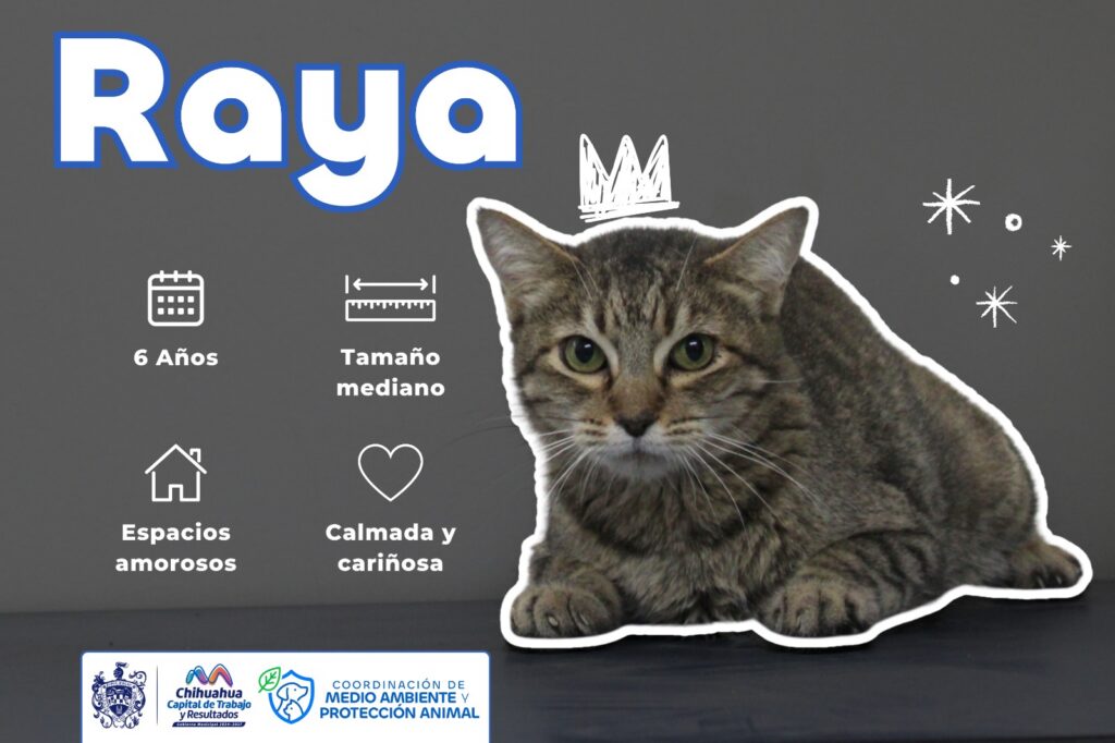 Invita Municipio a adoptar gatitos rescatados para conmemorar el Día Mundial del Gato; CONÓCENOS!!
