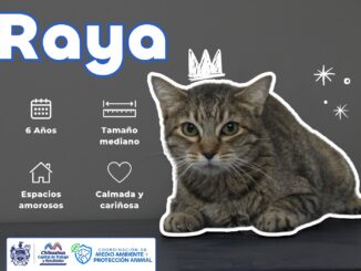 Invita Municipio a adoptar gatitos rescatados para conmemorar el Día Mundial del Gato; CONÓCENOS!!