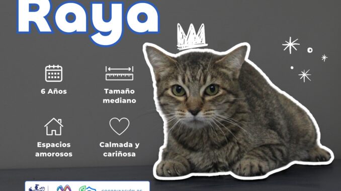 Invita Municipio a adoptar gatitos rescatados para conmemorar el Día Mundial del Gato; CONÓCENOS!!