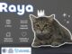 Invita Municipio a adoptar gatitos rescatados para conmemorar el Día Mundial del Gato; CONÓCENOS!!