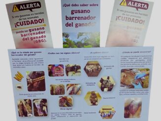 Refuerza Municipio acciones preventivas ante el gusano barrenador con capacitación de SENASICA