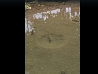 ¡Sorpresa en pleno centro de Parral! Un estanque se llena de mojarras y asombra a visitantes