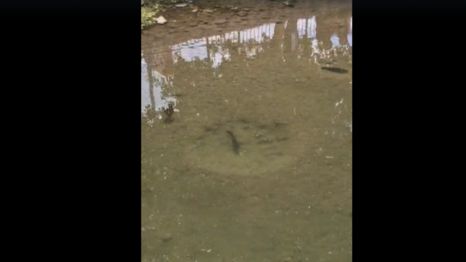 ¡Sorpresa en pleno centro de Parral! Un estanque se llena de mojarras y asombra a visitantes