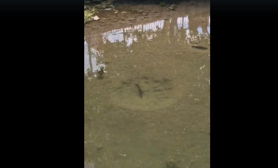 ¡Sorpresa en pleno centro de Parral! Un estanque se llena de mojarras y asombra a visitantes
