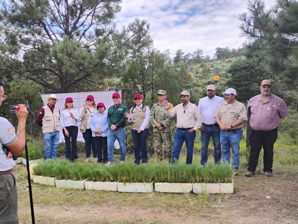 Chihuahua participa en Jornada Nacional de Reforestación con 9 mil 600 pinos en Bocoyna