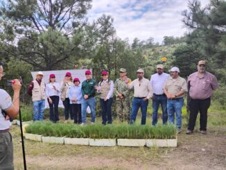 Chihuahua participa en Jornada Nacional de Reforestación con 9 mil 600 pinos en Bocoyna