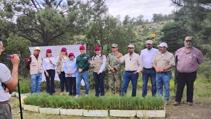 Chihuahua participa en Jornada Nacional de Reforestación con 9 mil 600 pinos en Bocoyna