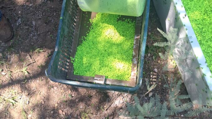 Aclara Secretaría de Desarrollo Rural que mosca estéril liberada contra el GBG no es identificable a simple vista