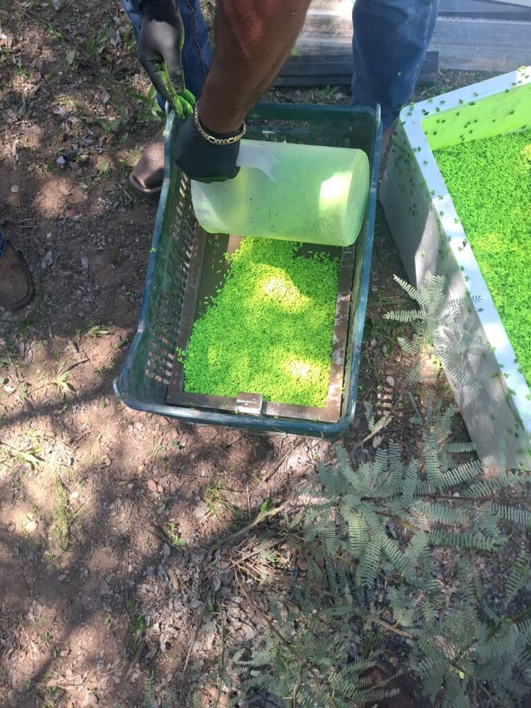 Aclara Secretaría de Desarrollo Rural que mosca estéril liberada contra el GBG no es identificable a simple vista