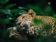Registran por primera vez la presencia del jaguar en la Sierra Gorda de Guanajuato