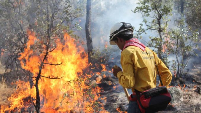 Atienden 50 combatientes seis incendios forestales en Chihuahua
