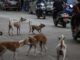 Masivo rescate de perros y gatos en Los Ángeles apunta a ser al mayor caso en EE.UU.