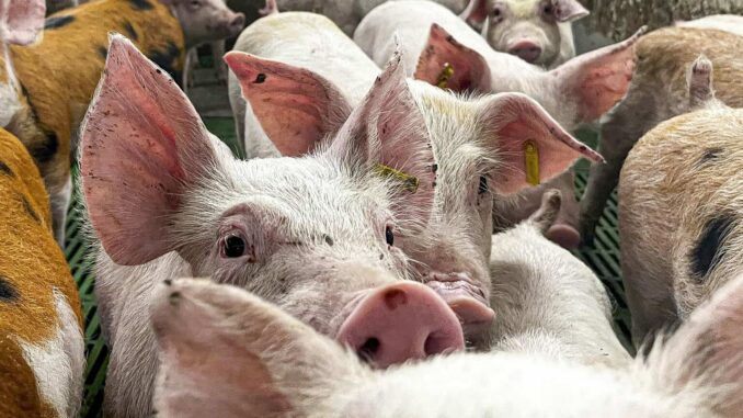 México analizará levantar la suspensión a la importación de carne de cerdo de España