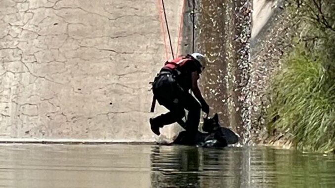 Cae mascota en la Presa Chihuahua; bomberos la rescatan y la entregan a su dueño