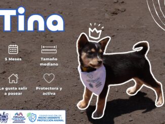 Invita Municipio a darles una oportunidad a perros y gatos rescatados