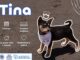Invita Municipio a darles una oportunidad a perros y gatos rescatados