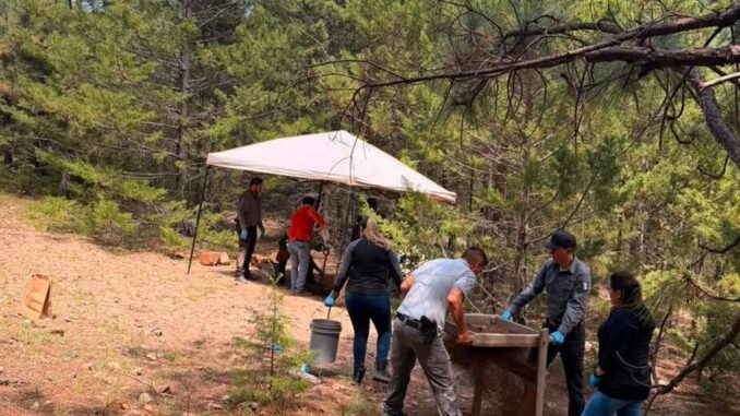 En rastreo, localizan osamenta en brecha Bahuichivo-El Churo, municipio de Urique