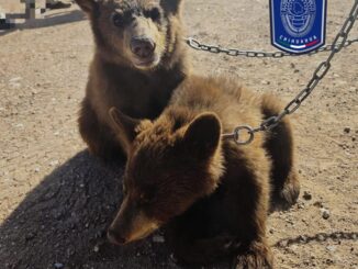 Asegura AEI Zona Centro 2 oseznos negros en El Oasis, Ojinaga ; los tenían en cautiverio