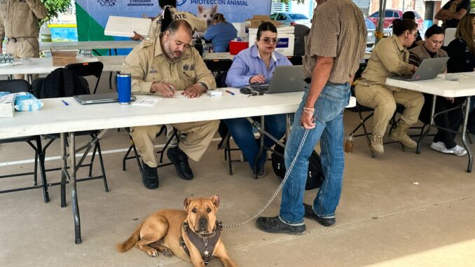 Brinda Municipio más de 940 servicios gratuitos para perros y gatos en Vistas Cerro Grande