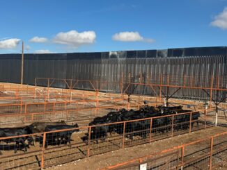 Reanuda Chihuahua exportación de ganado a Estados Unidos por San Jerónimo-Santa Teresa