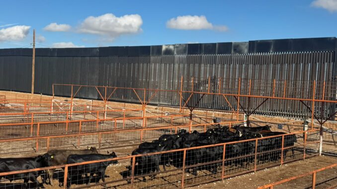 Reanuda Chihuahua exportación de ganado a Estados Unidos por San Jerónimo-Santa Teresa