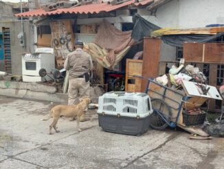 Rescatan a 4 perritos de vivienda en la colonia Alianza Popular