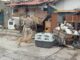 Rescatan a 4 perritos de vivienda en la colonia Alianza Popular