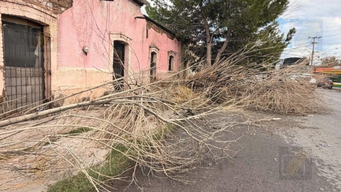 Árbol de gran tamaño cae y bloquea la circulación en avenida de la colonia Industrial