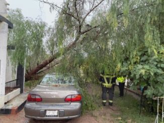 Intensas lluvias derriban árbol de 15 metros sobre  vehículo en la colonia Campesina Nueva