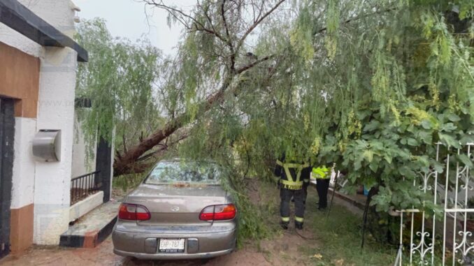 Intensas lluvias derriban árbol de 15 metros sobre  vehículo en la colonia Campesina Nueva