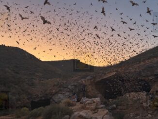 Más de 3 millones de murciélagos protegen cultivos en Chihuahua; UACH impulsa su conservación
