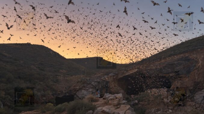 Más de 3 millones de murciélagos protegen cultivos en Chihuahua; UACH impulsa su conservación