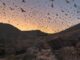 Más de 3 millones de murciélagos protegen cultivos en Chihuahua; UACH impulsa su conservación