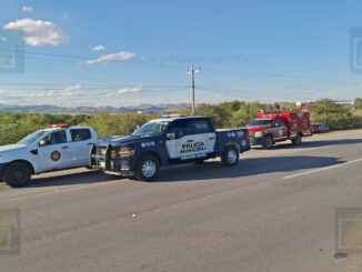 Muere hombre tras recibir múltiples picaduras de abeja en las inmediaciones de El Fresno