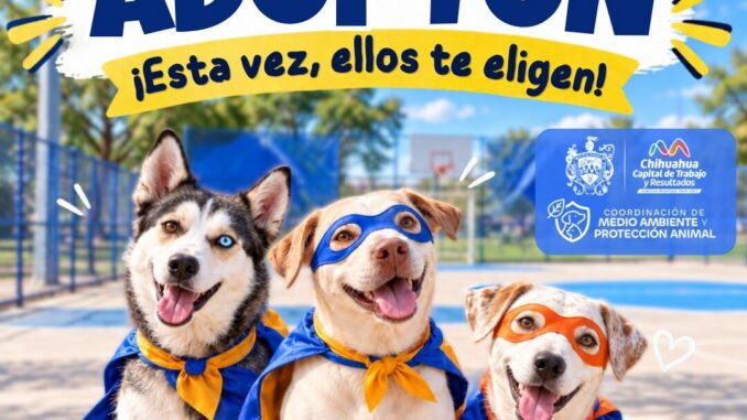 Prepara Municipio evento de adopción donde perritos podrían elegir a su cuidador